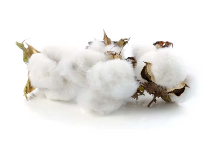 Cotton (Narma)